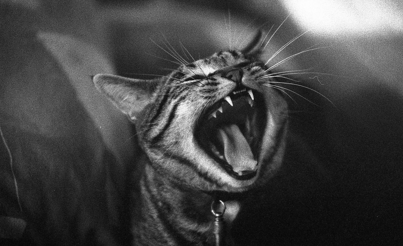Chat, contre-jour