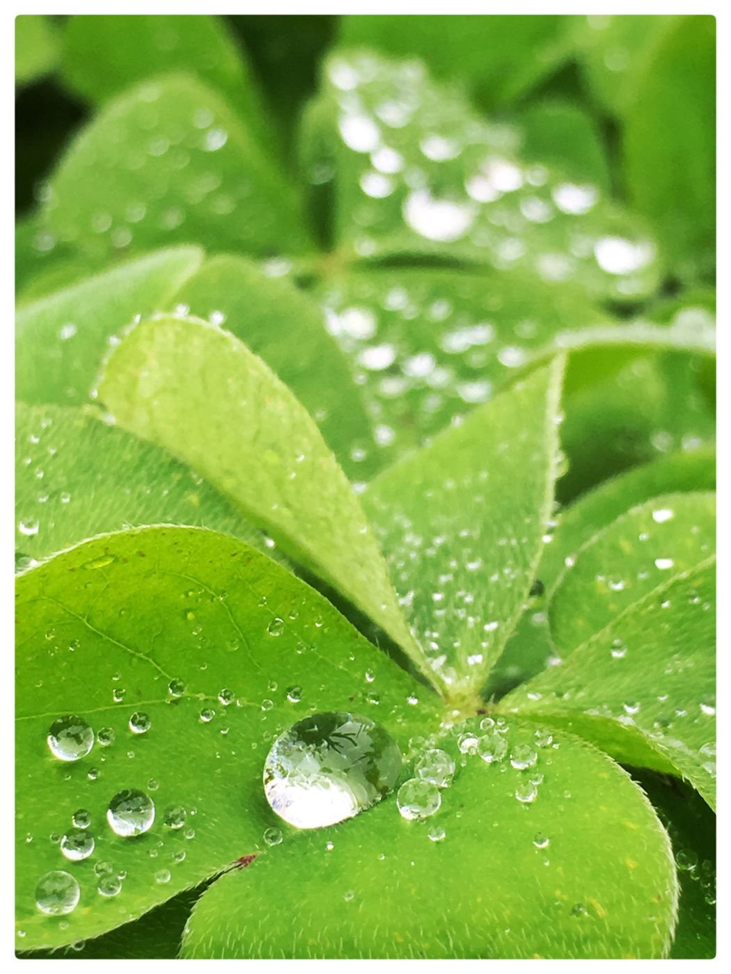 Gouttes sur les feuilles
