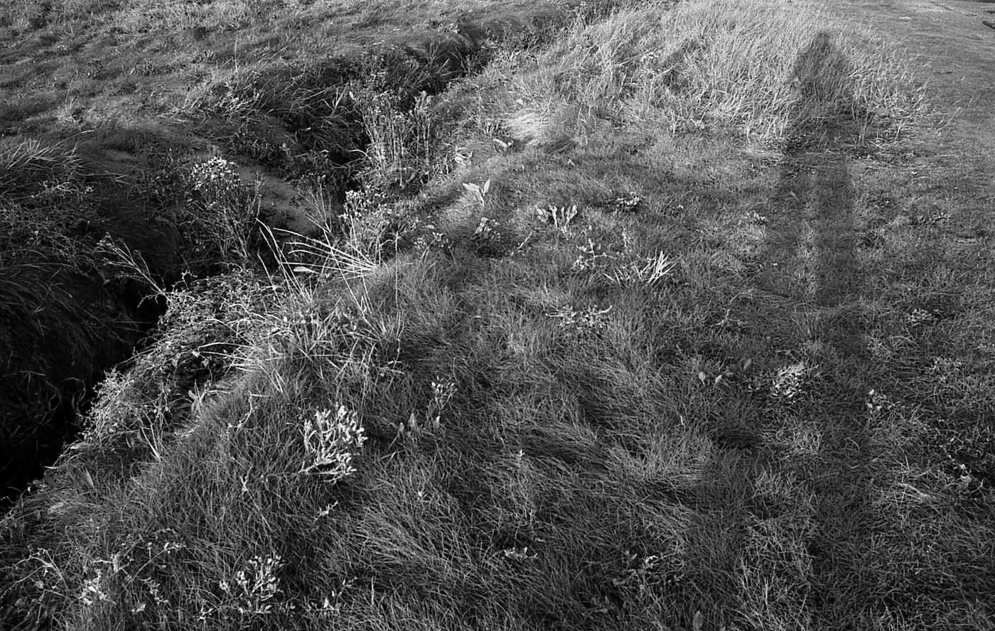 Ombre dans les herbes