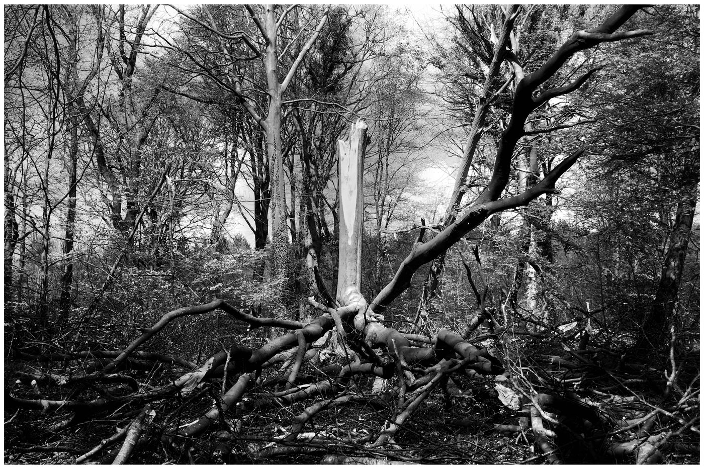 Arbre tombé