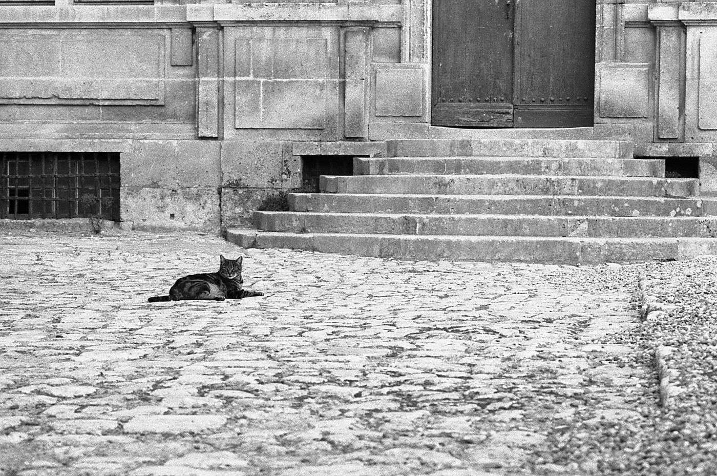 Chat, perron