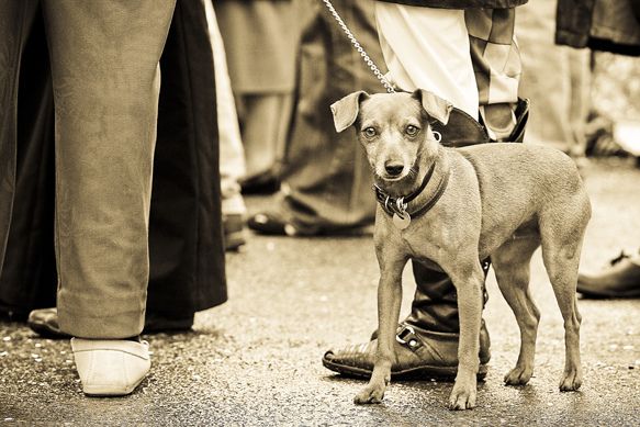 Chien en laisse