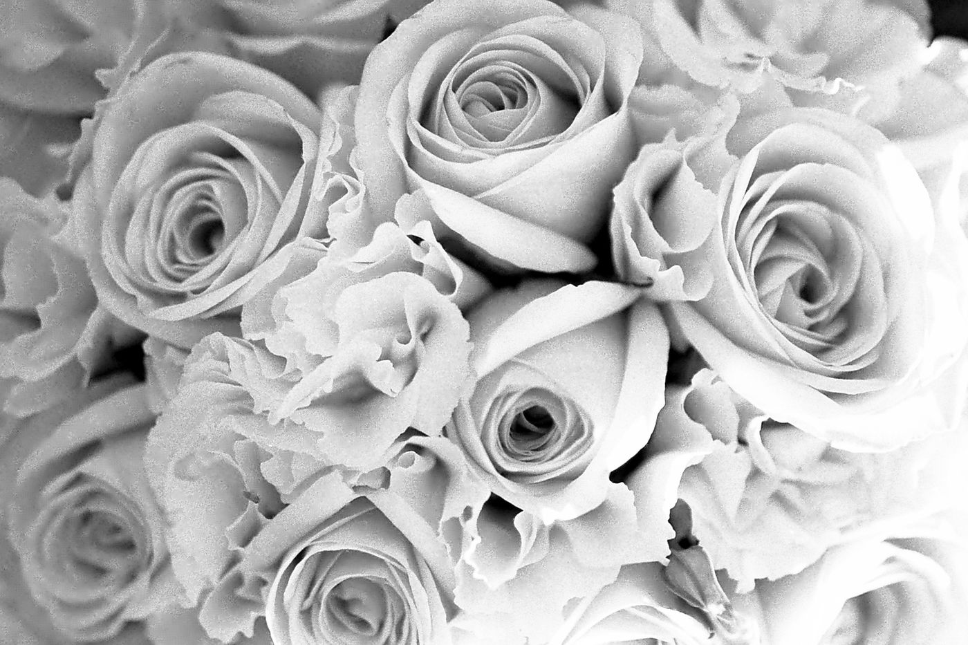 Bouquet de roses