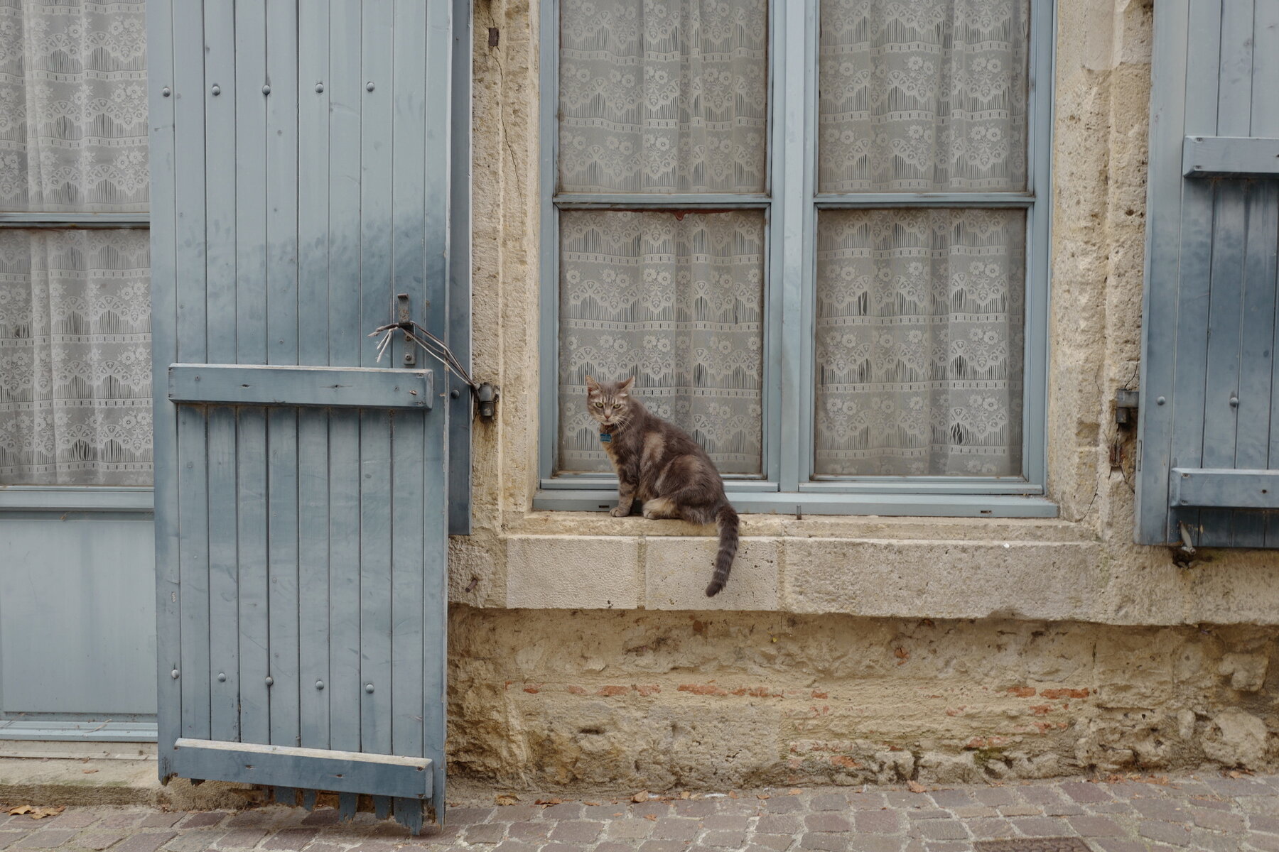 Chat à la fenêtre